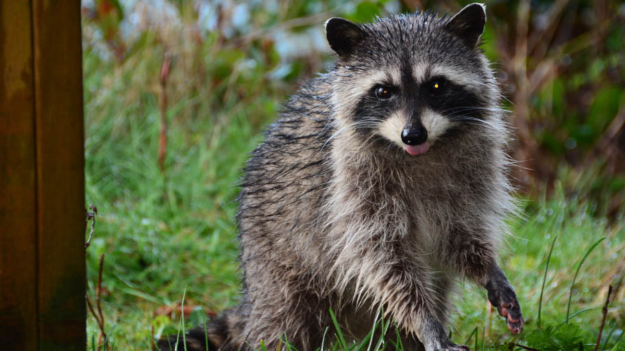 Raccoon Removal in Hudson, IA
