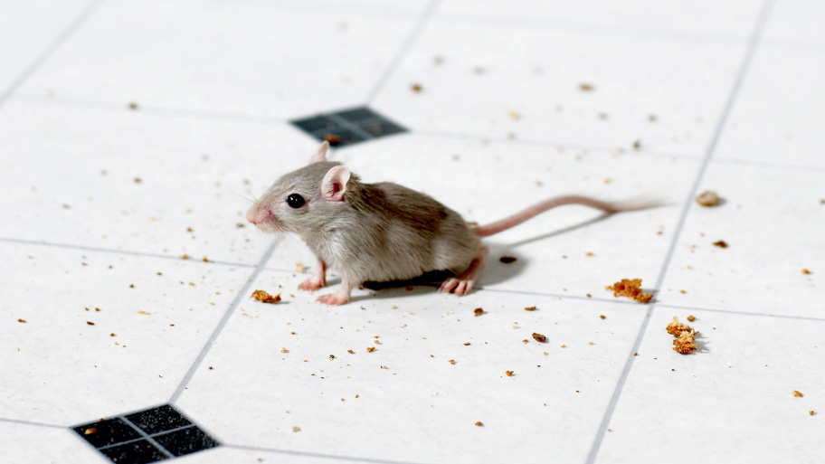 Mice Removal in Hudson, IA