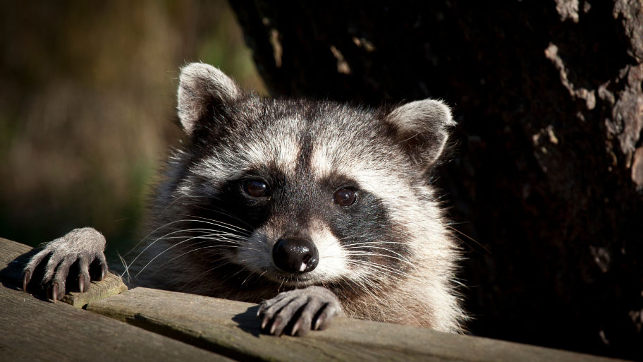Raccoon Removal in Janesville, IA