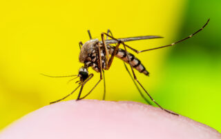 Mosquito - Spring Pest Control