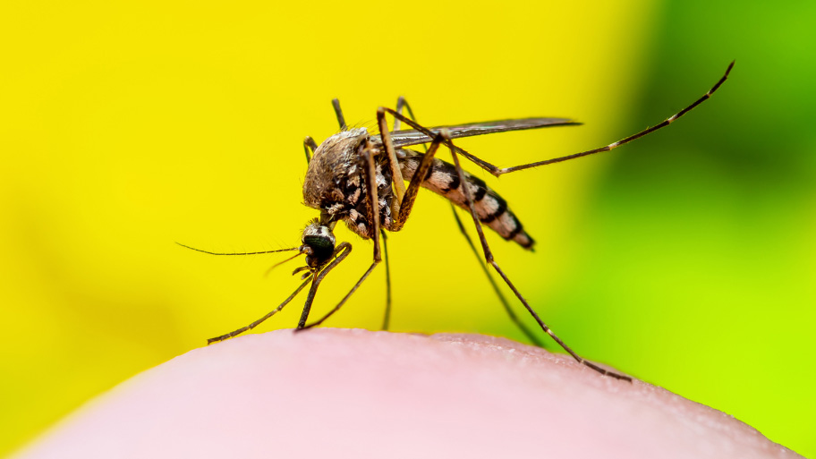 Mosquito - Spring Pest Control