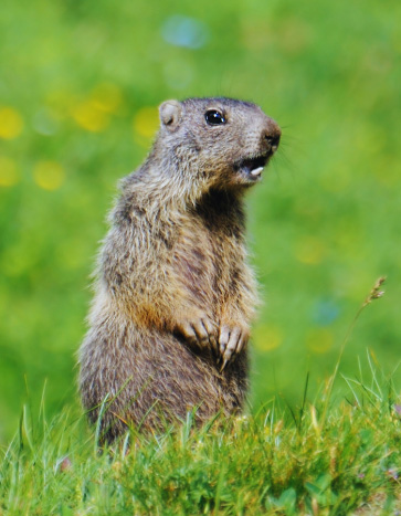Groundhog in a lawn - Groundhog Removal