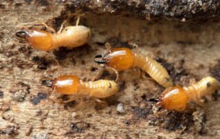 Termites Eating Away a House Foundation Summer Pests
