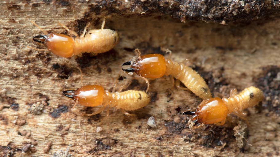 Termites Eating Away a House Foundation Summer Pests