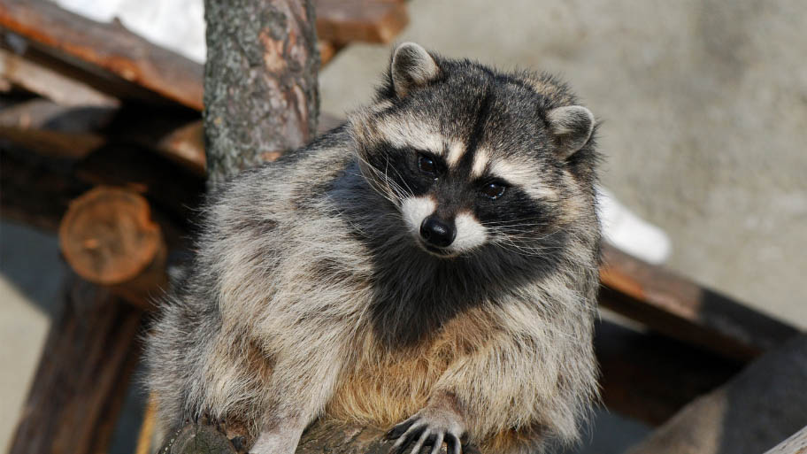 Raccoon Removal in Waverly, IA