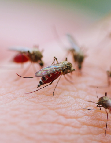 mosquitoes feeding on a human - summer pest control