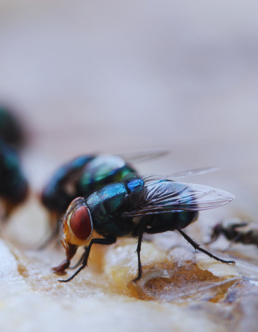 Flies eating picnic food - summer pest control