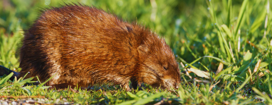 Muskrat hanging out outside a lawn