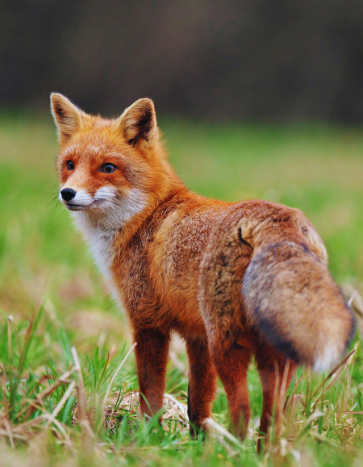 Red Fox on a lawn - Fox Removal