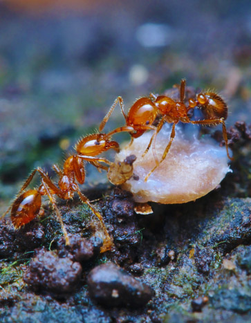 fire ants eating food from picnic - summer pest control