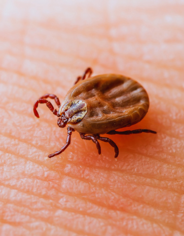 tick crawling on human skin - summer pest control