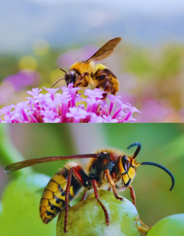 a bee and wasp - stinging insects