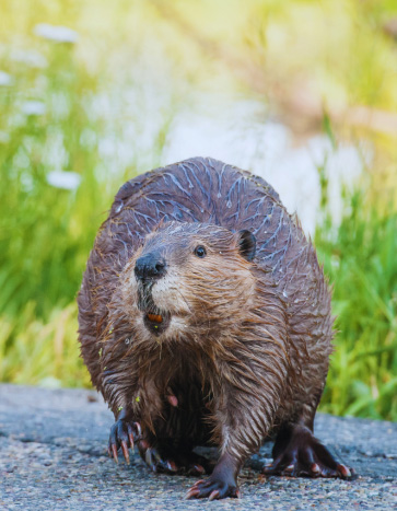 Beaver on a lawn - Beaver Removal