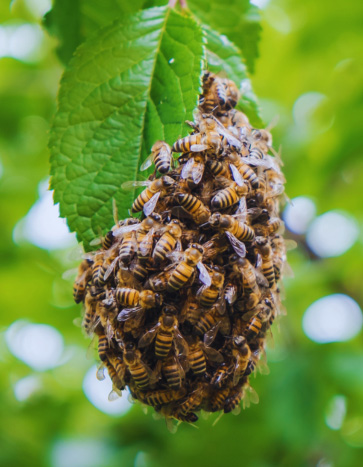 Honey Bee Hive - Honey Bee Removal