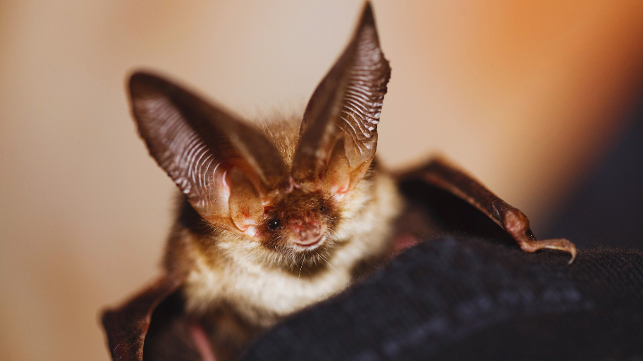 Bat Removal in Denver, IA