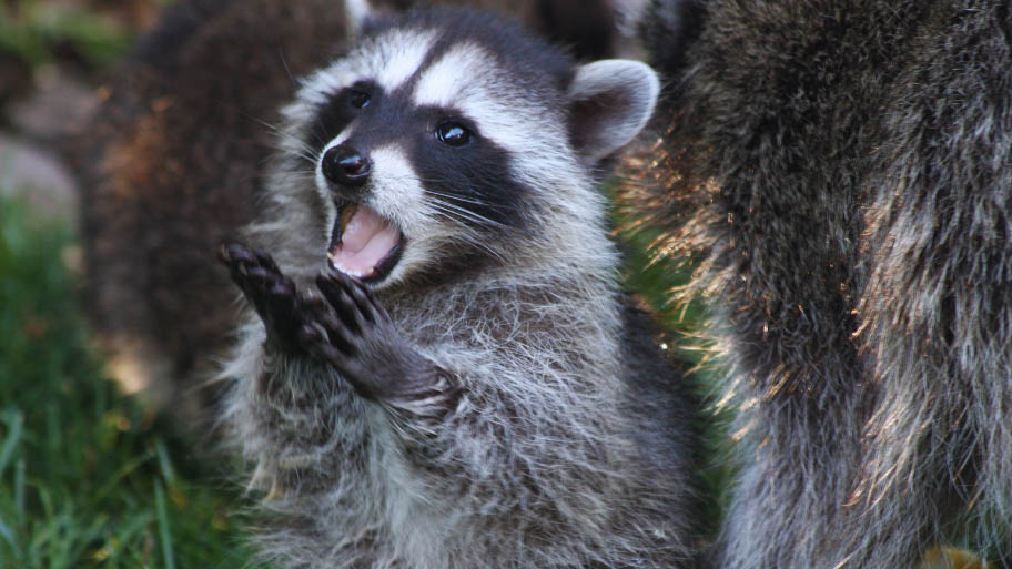 Raccoon Removal in Denver, IA