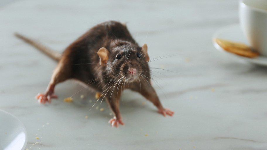 Mice Removal in Denver, IA