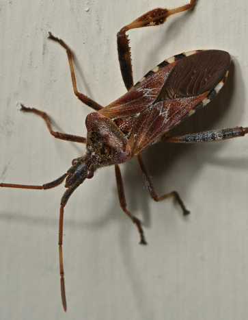 Western Conifer Seed Bugs - Fall Pests