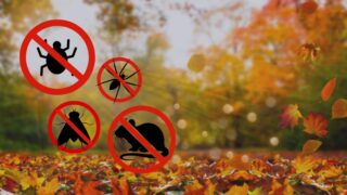 Fall Pests Preparation: Top Tips for Pest Safety