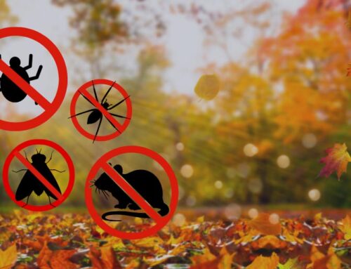 Fall Pests Preparation: Top Tips for Pest Safety