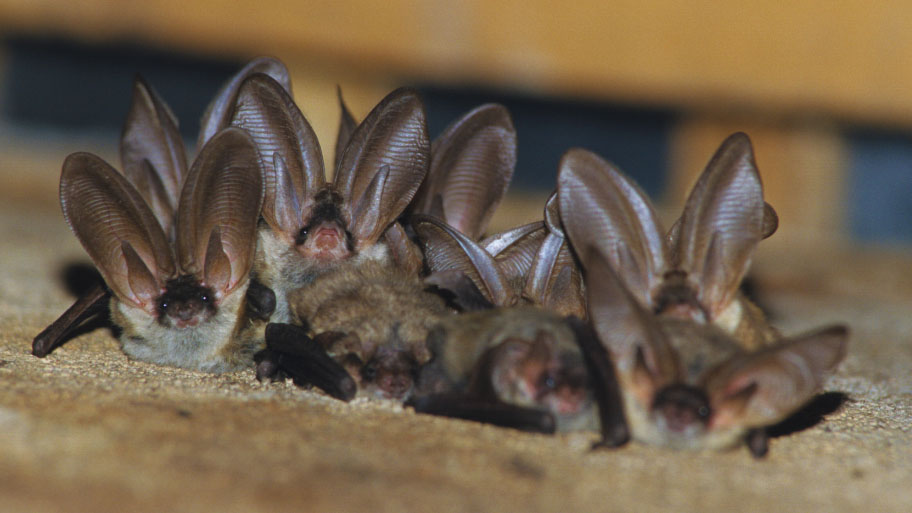 Bat Removal in Dunkerton, IA