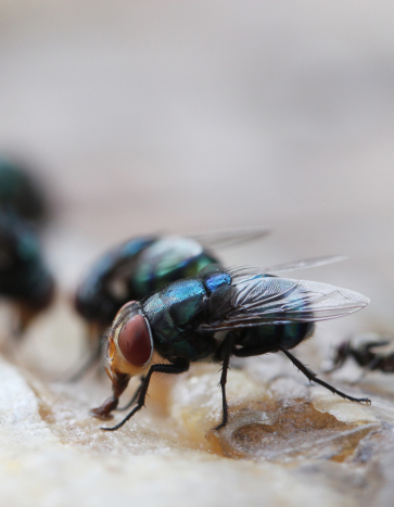 Cluster Flies