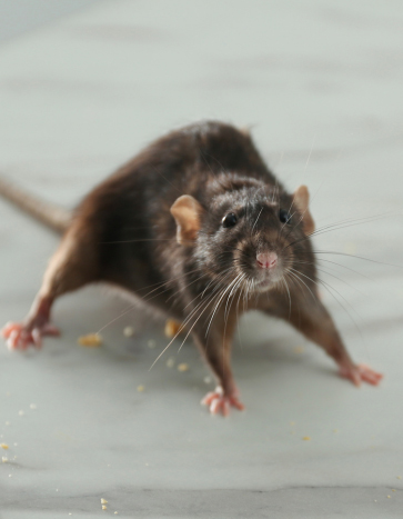 Mouse near dishes - Fall Pests