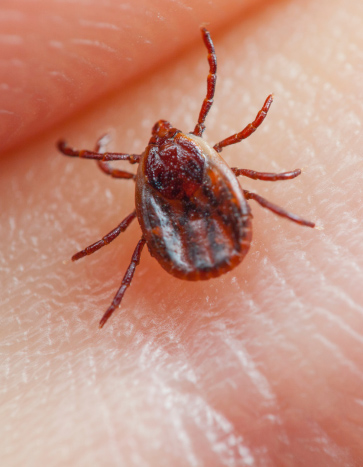 Tick - Fall Pests