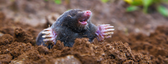 Mole popping out of the Ground