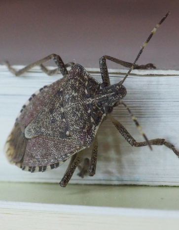 Brown Marmorated Stink Bug