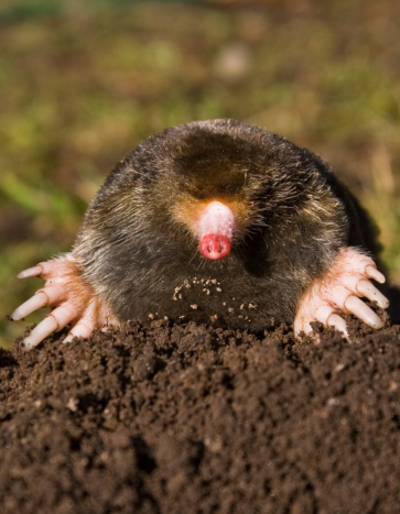 Mole on molehill in lawn - Mole Control