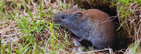 Vole rummaging in a lawn - Vole Removal