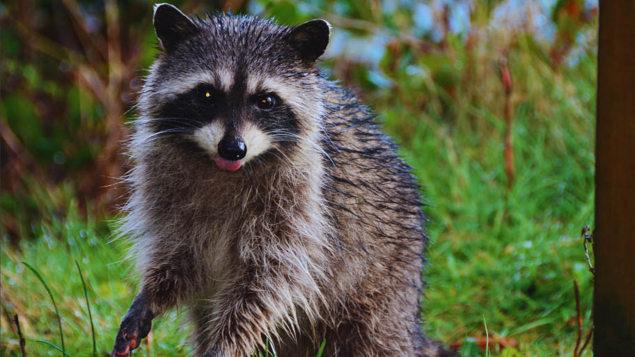 Raccoon Removal in Dunkerton, IA