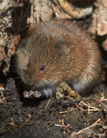 Vole rummaging in a lawn - Vole Removal