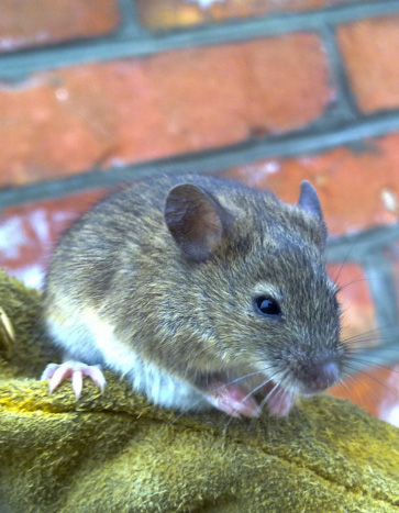 Mouse in school trash - Back to School Pest Prevention