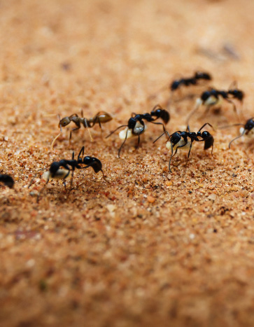 Ants marching in school grounds