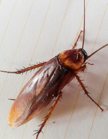 Cockroach on a school table