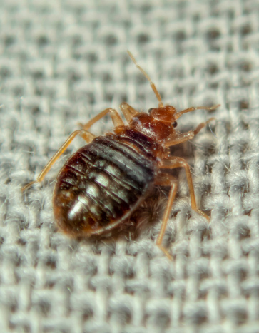 Bed bug on a sofa