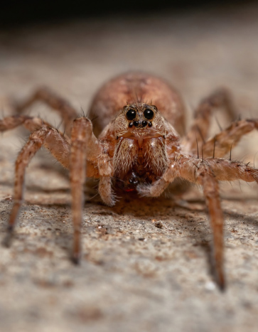 Adult Wolf Spider