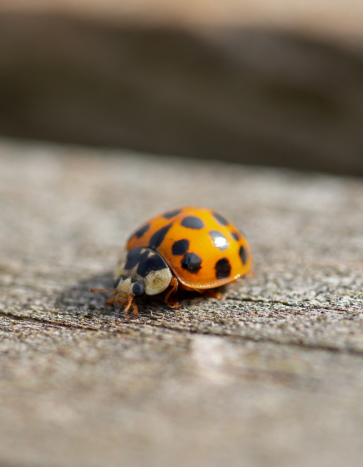 Multicolored Asian Lady Beetles