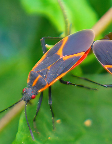 Boxelder Bugs