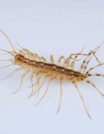 House Centipede - Halloween Pest Control