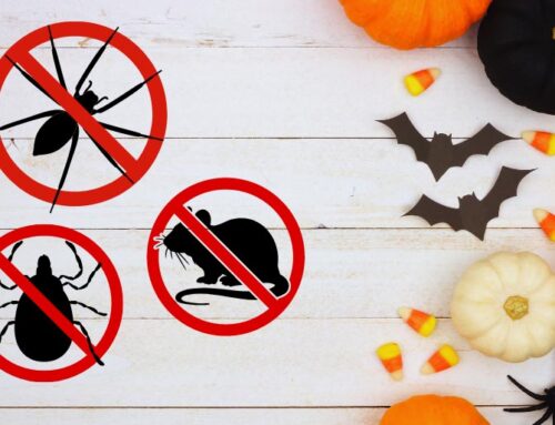 Halloween Pest Control Tips: Keep Pests Away from Your Halloween Decor