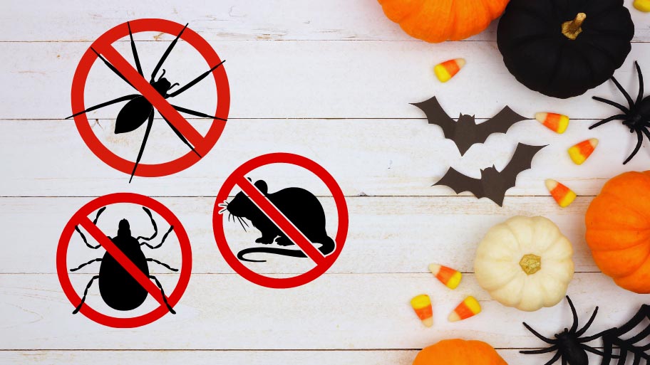 Halloween Pest Control Tips