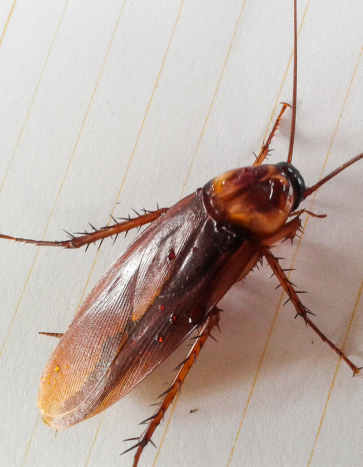 Cockroach crawling in a home's kitchen - Cockroach Pest Control