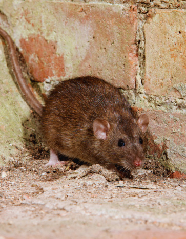 Rat crawling in a house - Halloween Pest Control