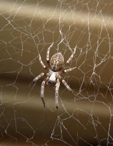 House Spider