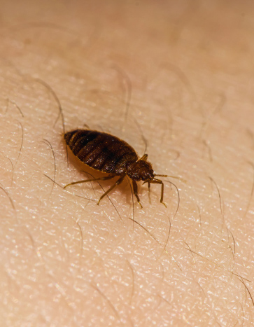 Bed bug on human skin