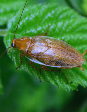 German cockroach