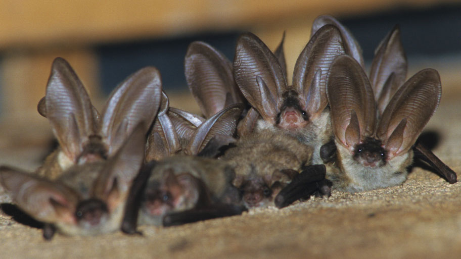 Bat Removal in Gilbertville, IA